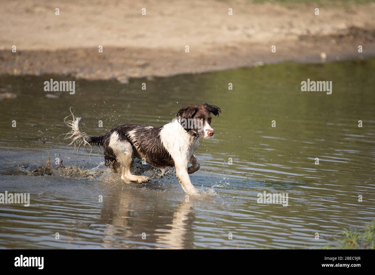 Englisch Springer Spaniel, Leber und Weiß Stockfoto