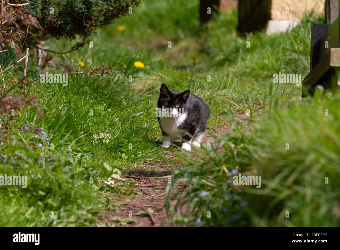 Schwarz-weiße Katze auf dem Landweg. Britische Inseln Stockfoto