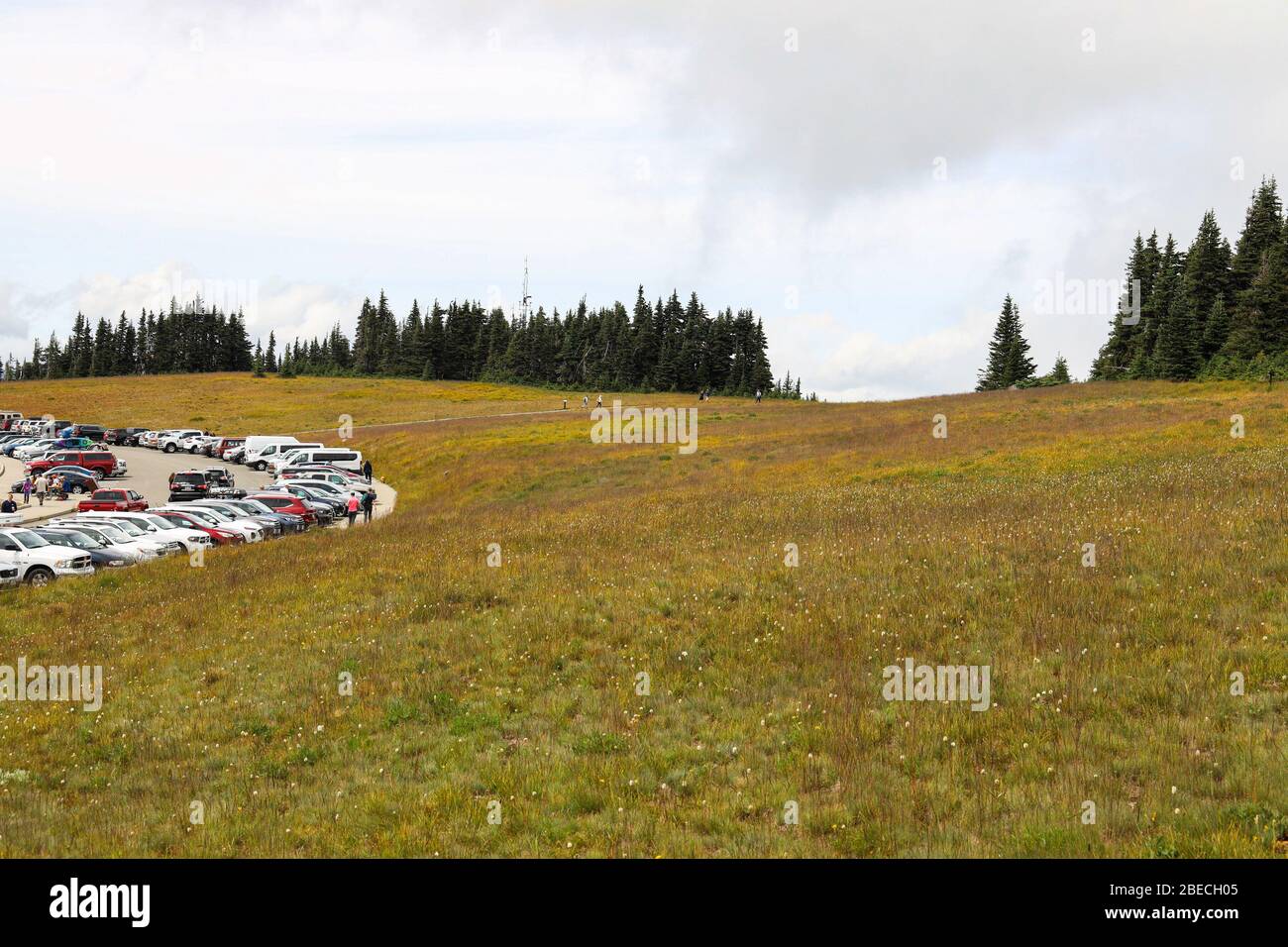 Hurricane Ridge im Olympic National Park Stockfoto