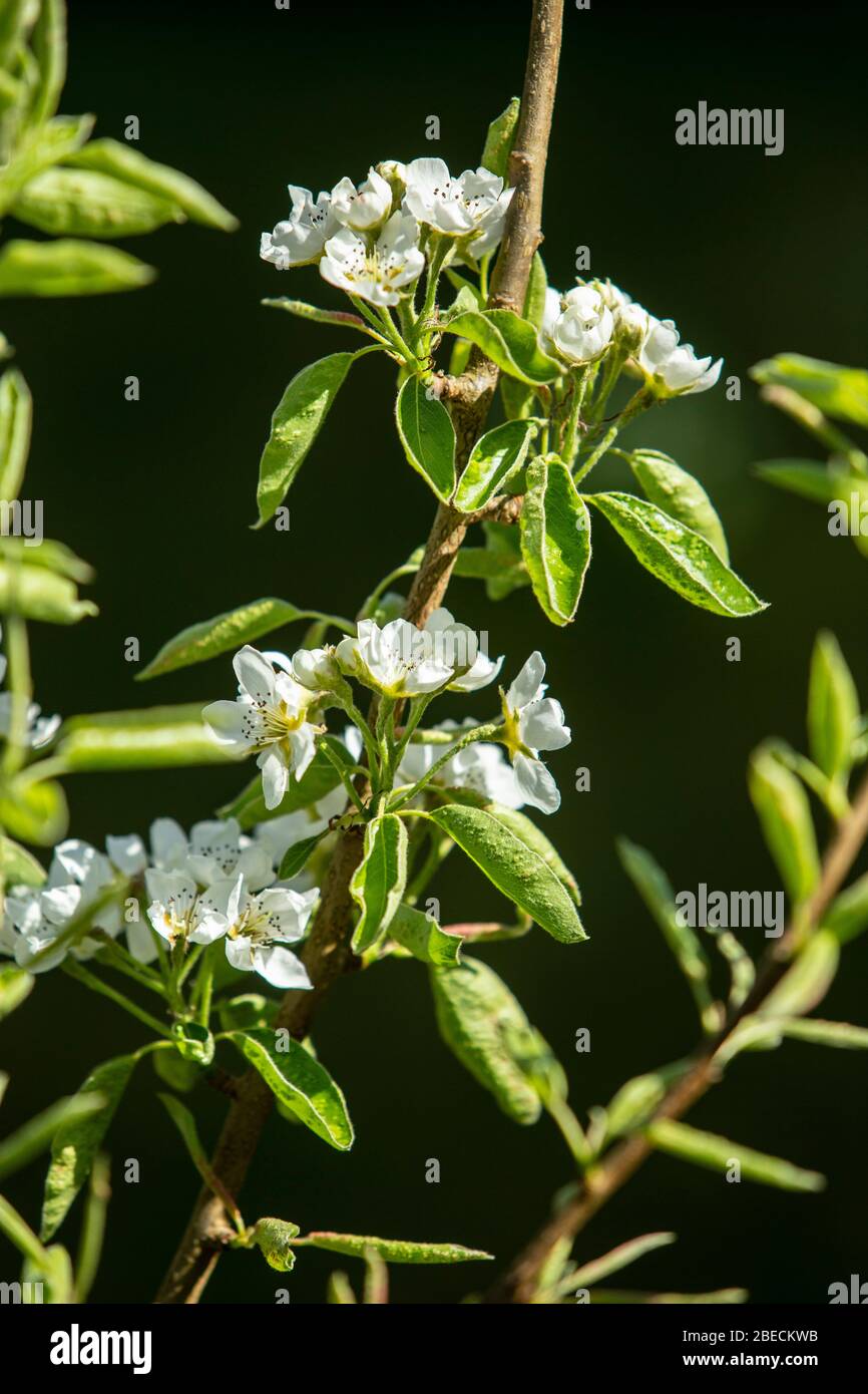 Blühen Sie auf einem concorde Birnenbaum in einem kleinen Obstgarten. Stockfoto