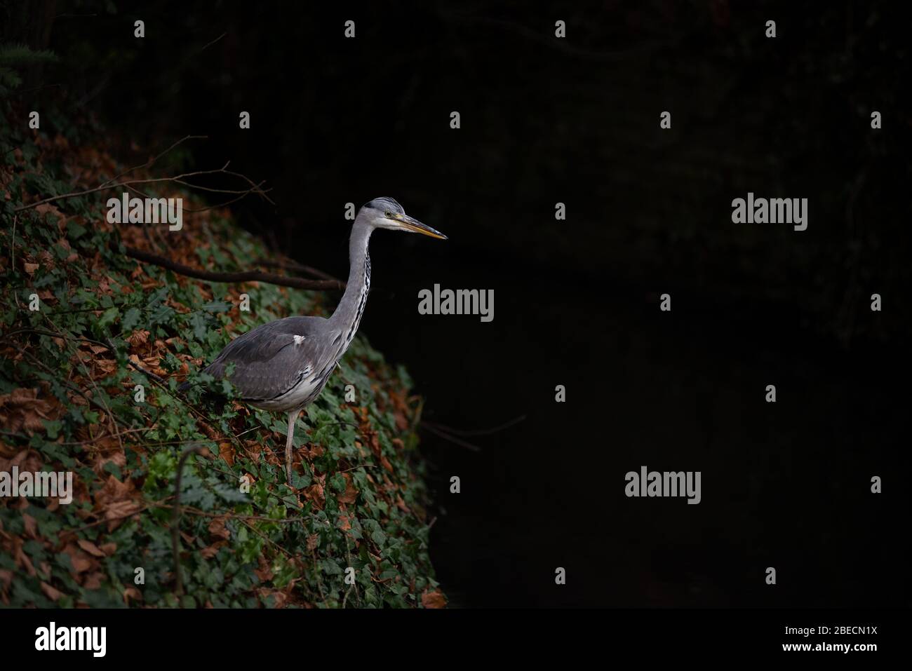 Ein großer Blaureiher (Ardea herodias) sticht Beute von einem dunklen Flussufer. Stockfoto