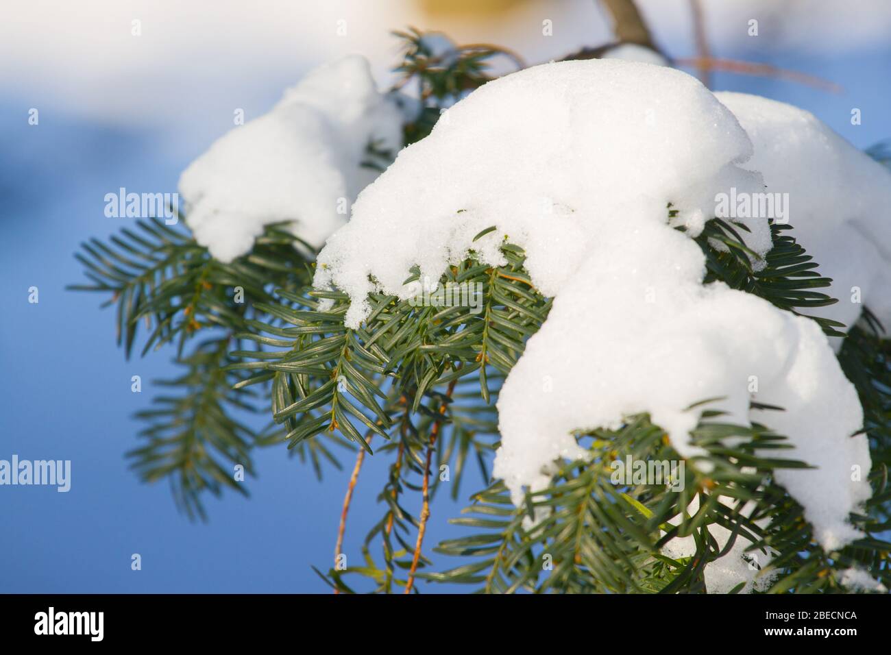 Eibenbaum im Winter unter Schnee. yew, European Yew, Europische Eibe,  Gemeine Eibe, wenn man sich zur Arbeit bewegt, Taxus baccata, kznsges  tiszafa, Ungarn, Magyarorszg Stockfotografie - Alamy