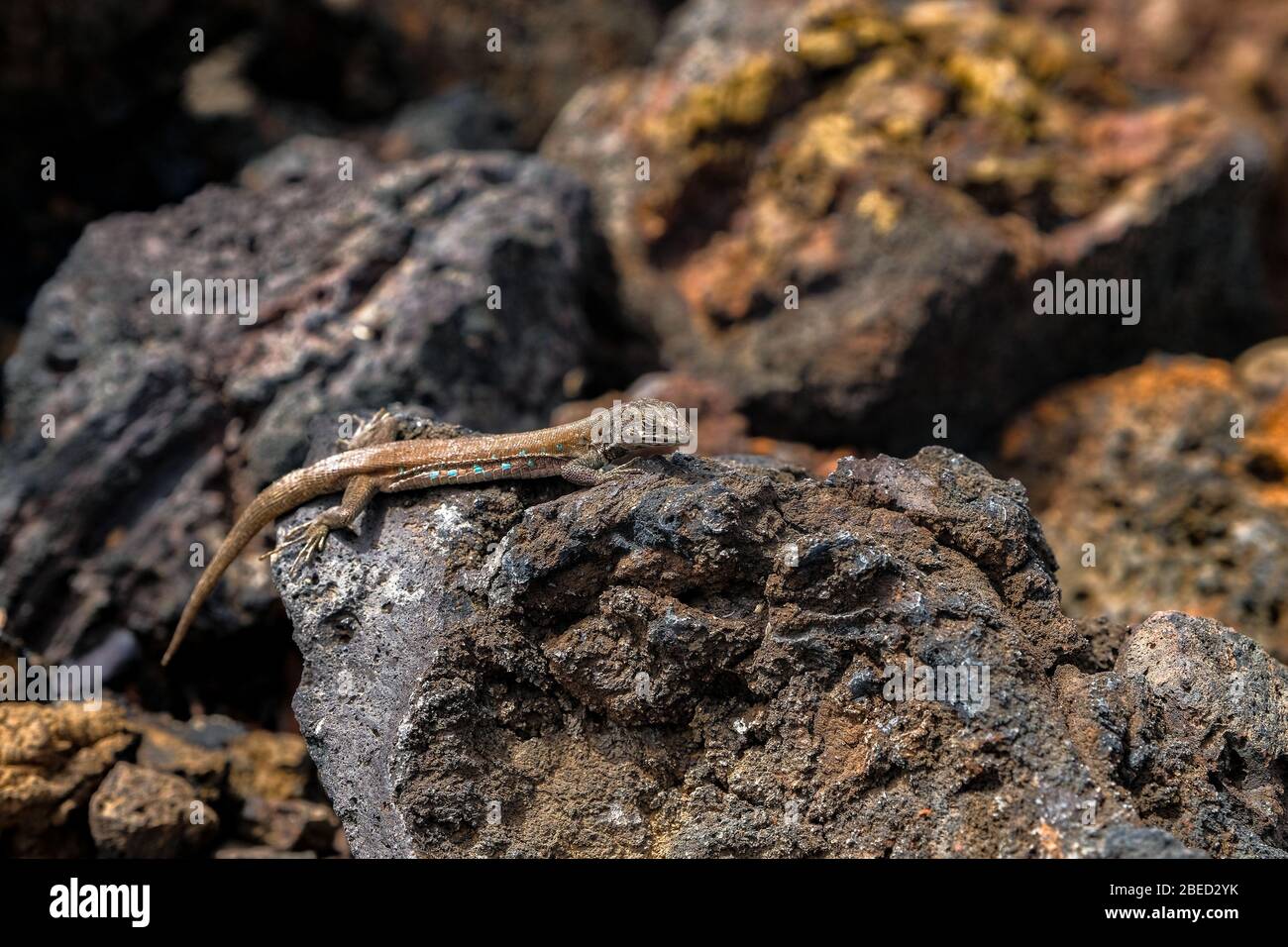 Lanzarote Reisefotos Stockfoto
