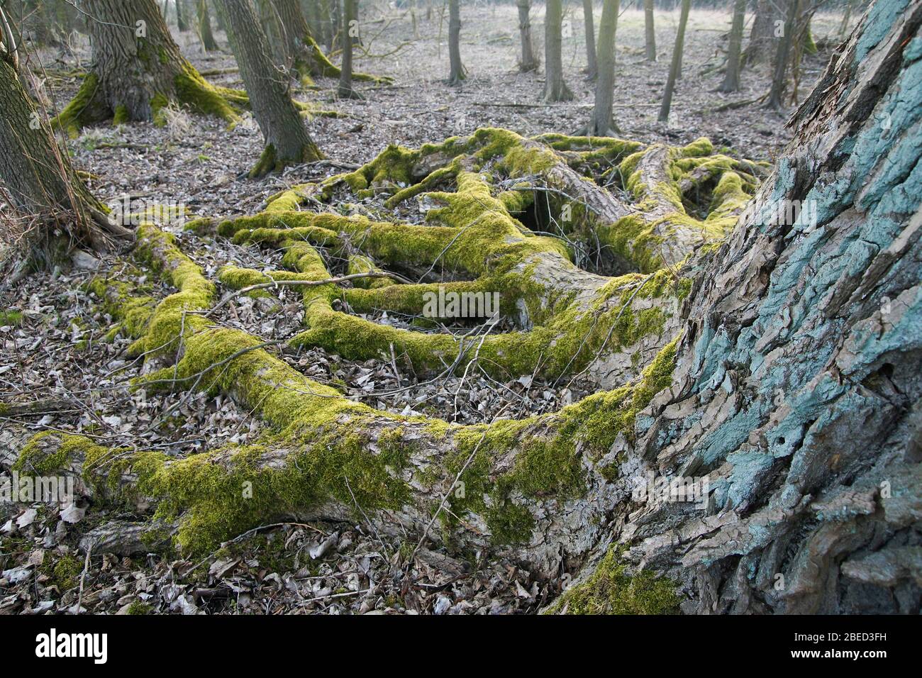 Massive von Moos entdeckte Baumwurzeln Stockfoto