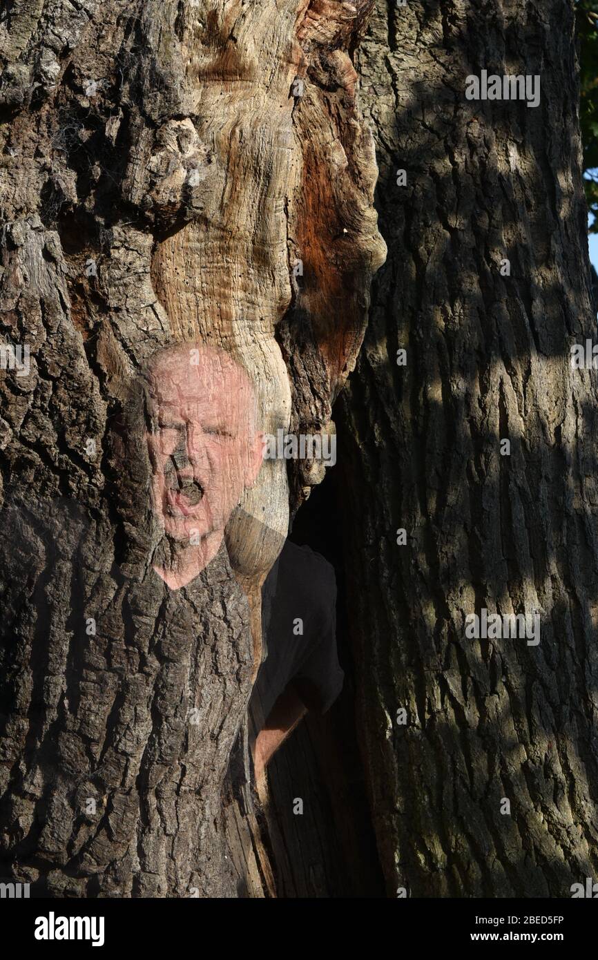 Doppelbelichtung in Kamera Mann und Eiche Stockfoto