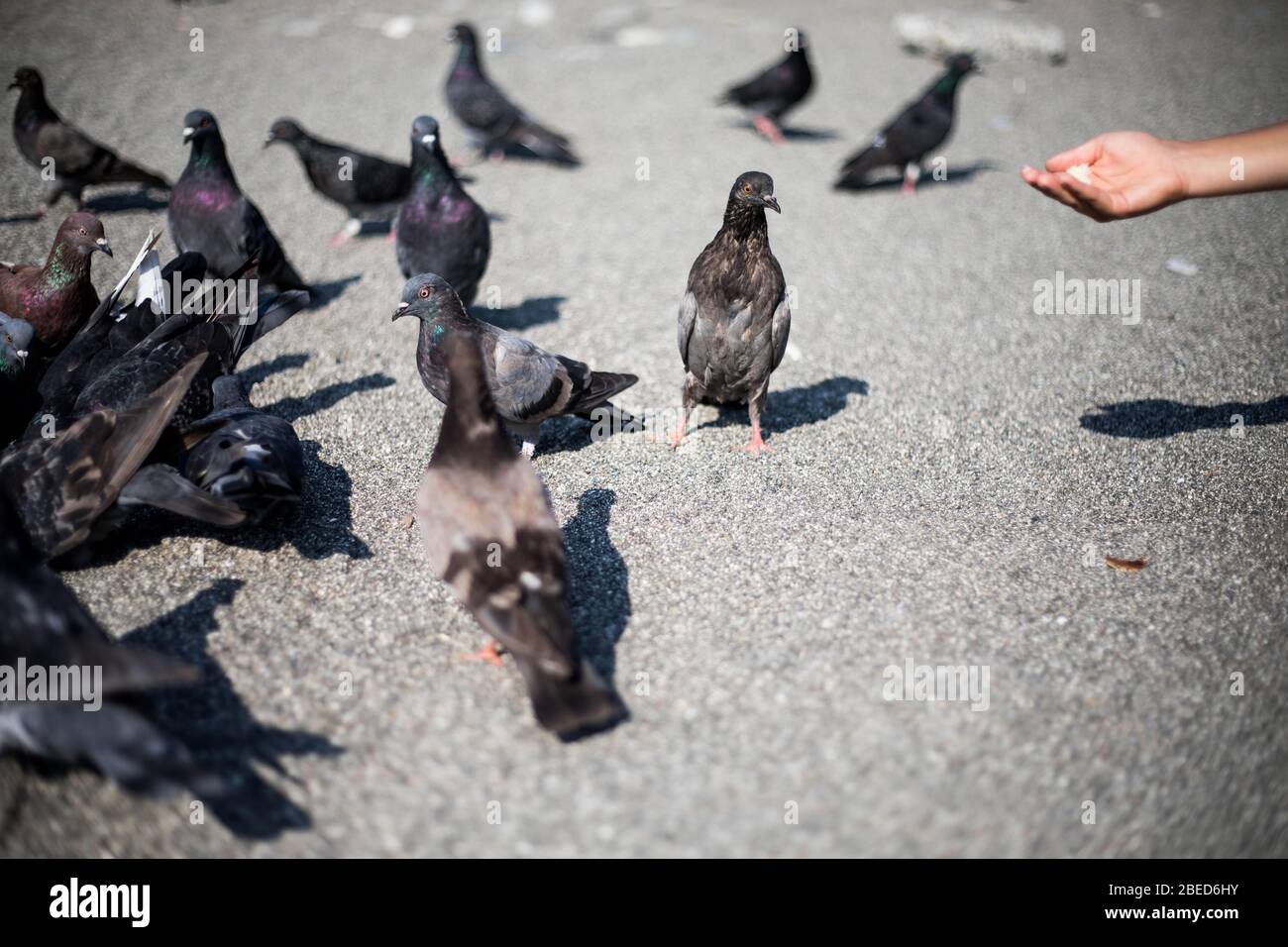 Eine große Anzahl von Tauben sind grau und blau. Stockfoto