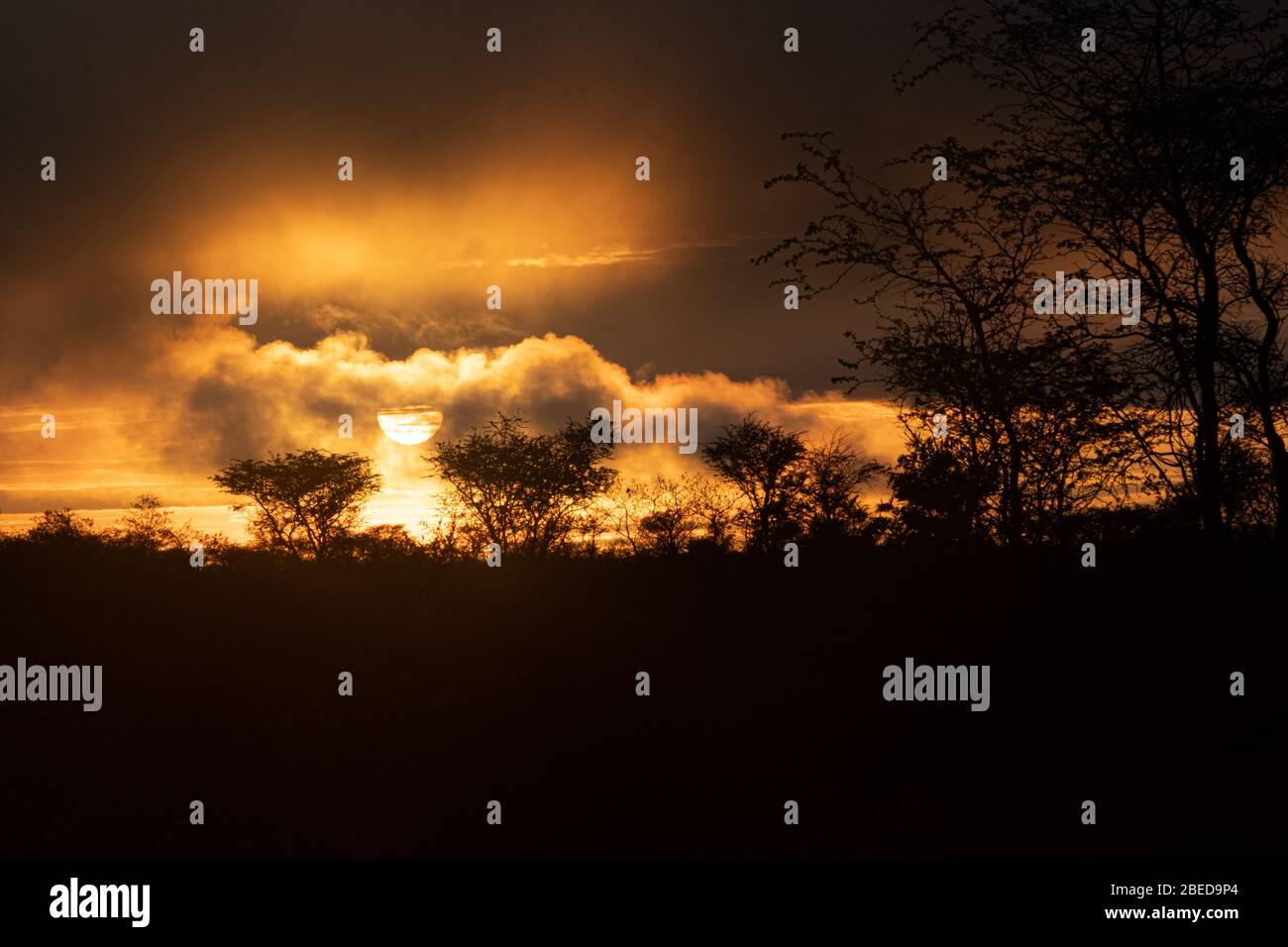 Sonnenaufgang im Kalahari. Nyae Nyae, Namibia Stockfoto