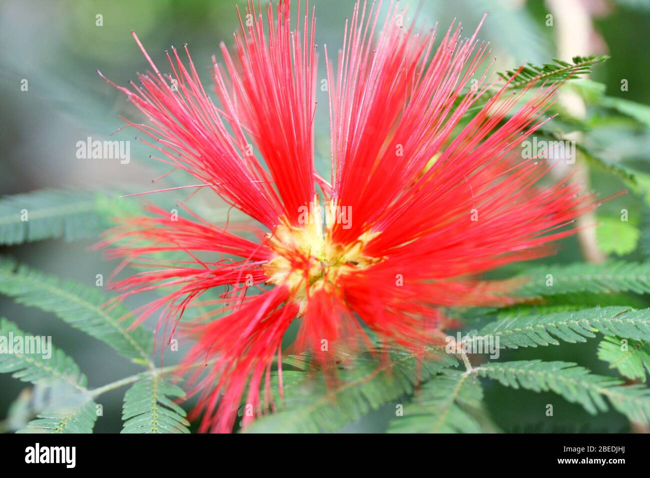 Schöne rote Blume aus Seiden-Akazie (Albizia julibrissin) schöne rote Blüte der Seidenakazie (Albizia julibrissin) Stockfoto