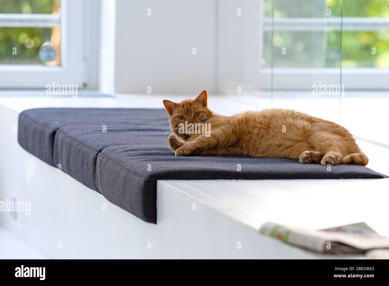 Katze entspannt auf seinem Platz im Büro Stockfoto