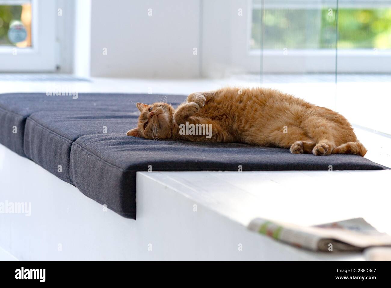 Katze entspannt auf seinem Platz im Büro Stockfoto