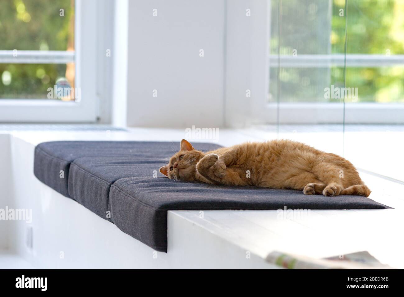 Katze entspannt auf seinem Platz im Büro Stockfoto
