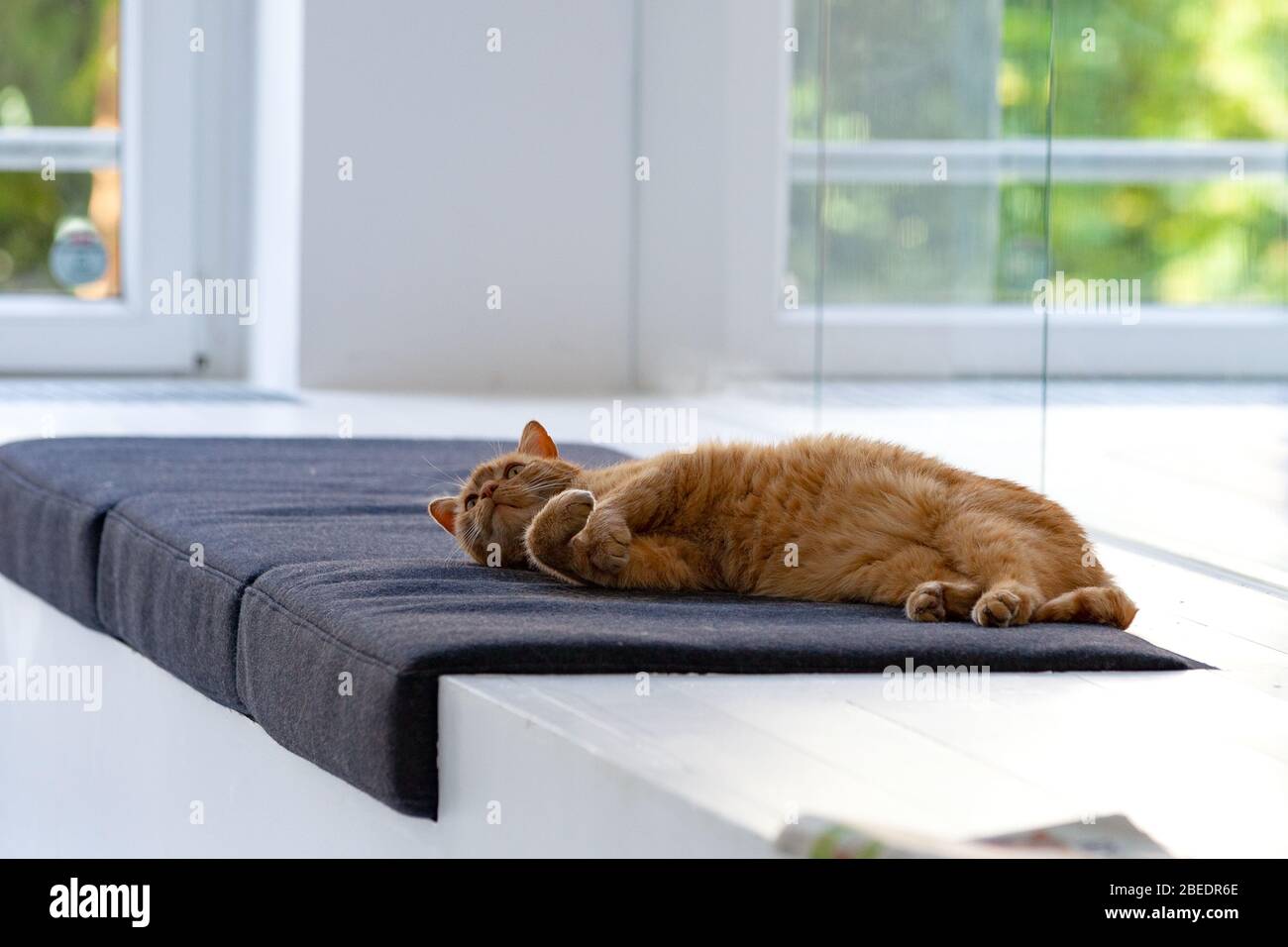 Katze entspannt auf seinem Platz im Büro Stockfoto