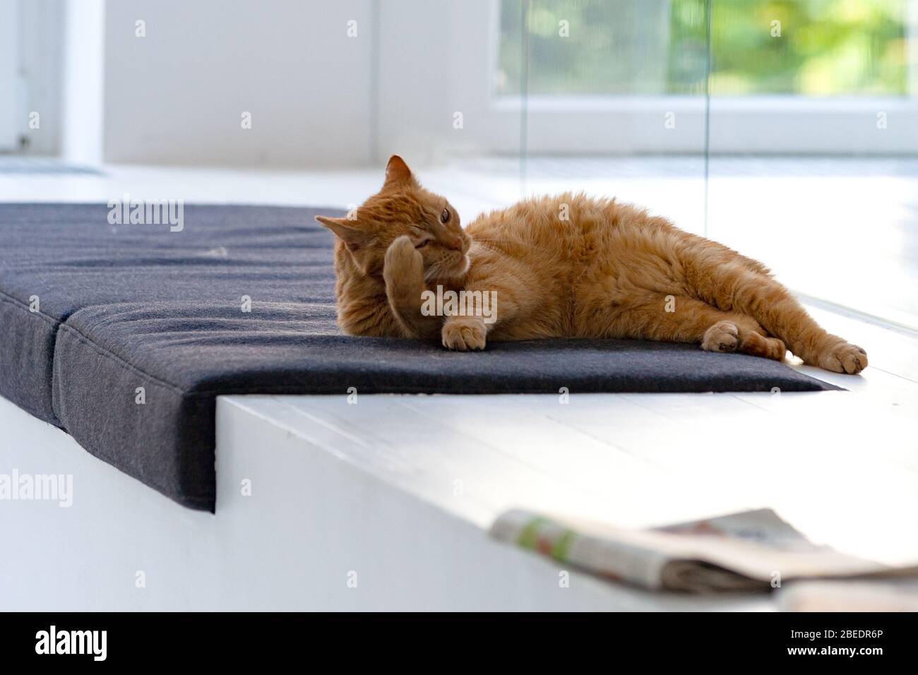 Katze entspannt auf seinem Platz im Büro Stockfoto