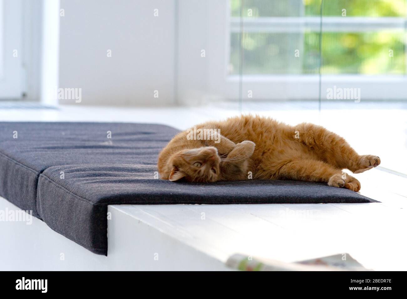 Katze entspannt auf seinem Platz im Büro Stockfoto