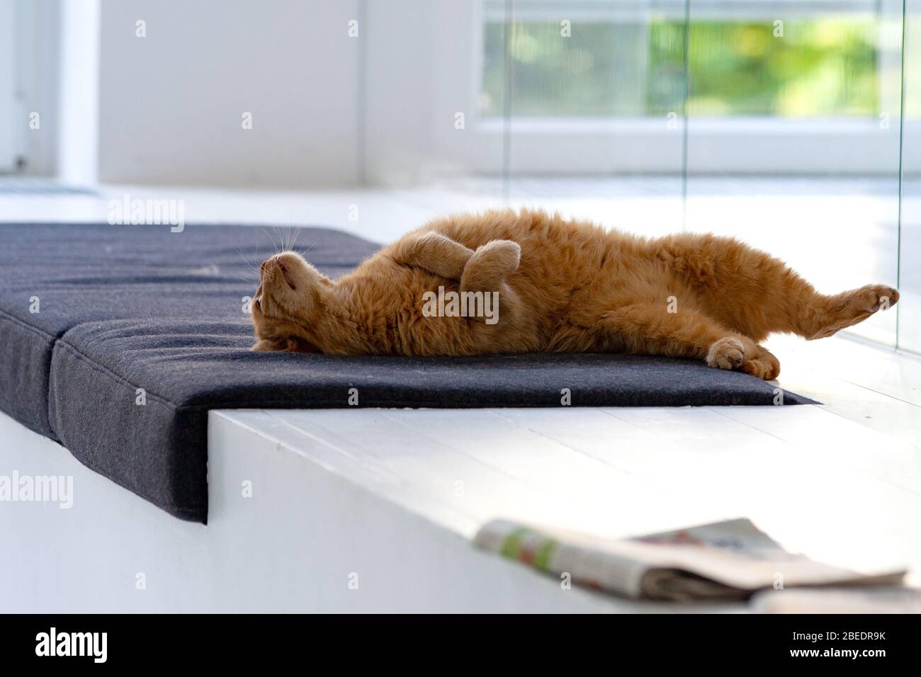 Katze entspannt auf seinem Platz im Büro Stockfoto