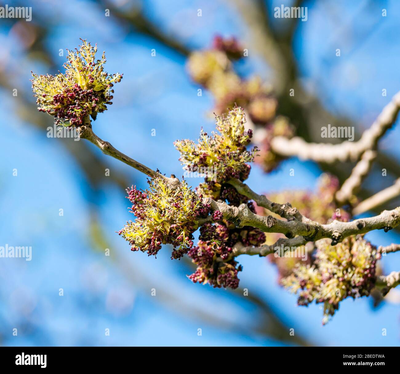 Eschenknospen auf Ast beginnen zu blühen vor sonnigen blauen Himmel, Schottland, Großbritannien Stockfoto