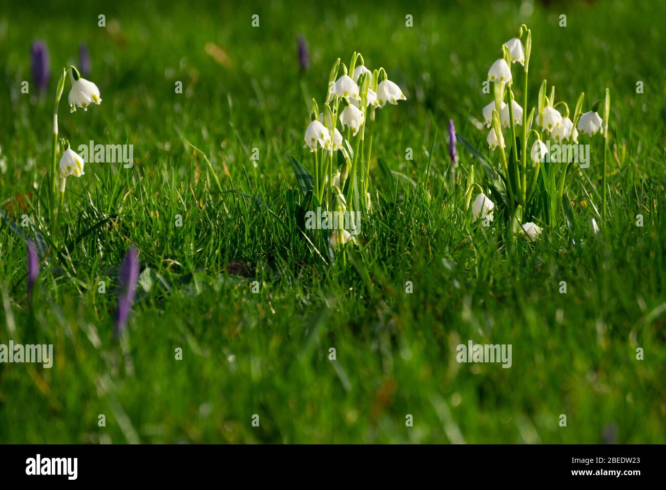 Frühjahrsschneeflocke (Leucojum vernum), Schleswig-Holstein, Deutschland, Europa Stockfoto