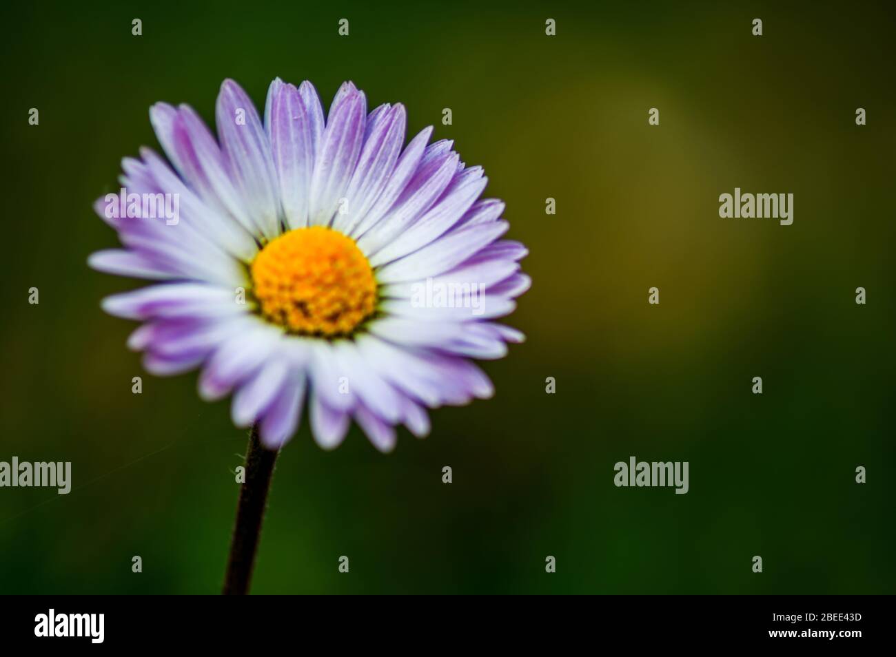 Konzept Flora : Wildtiere Stockfoto