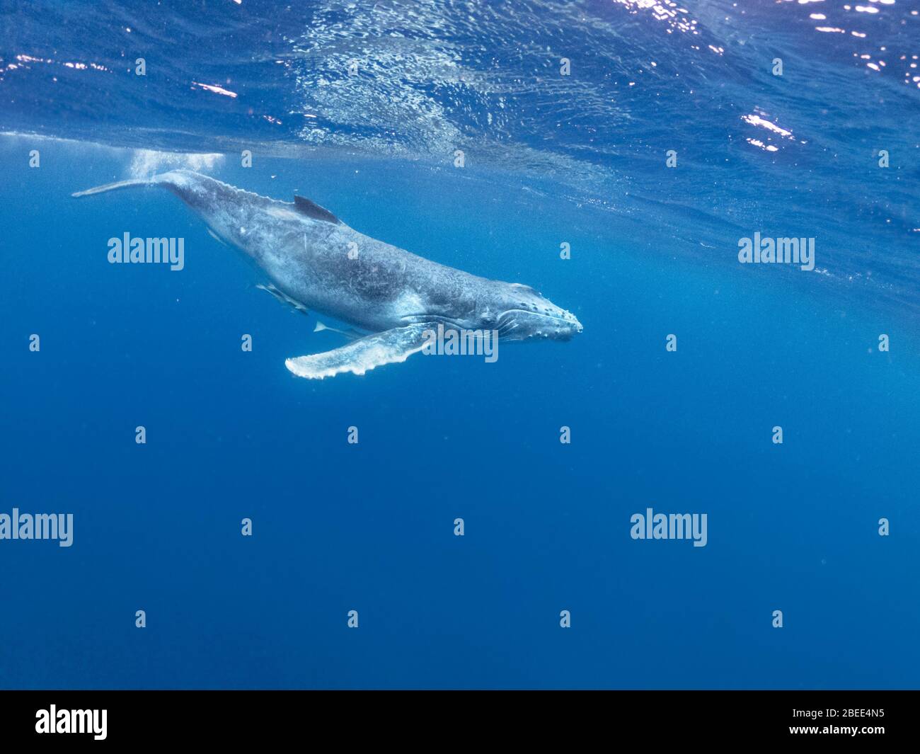 Junge Buckelwale schwimmen unter der Oberfläche des Pazifischen Ozeans in der Nähe der Vava'U Inseln Tonga Wellenbad Stockfoto