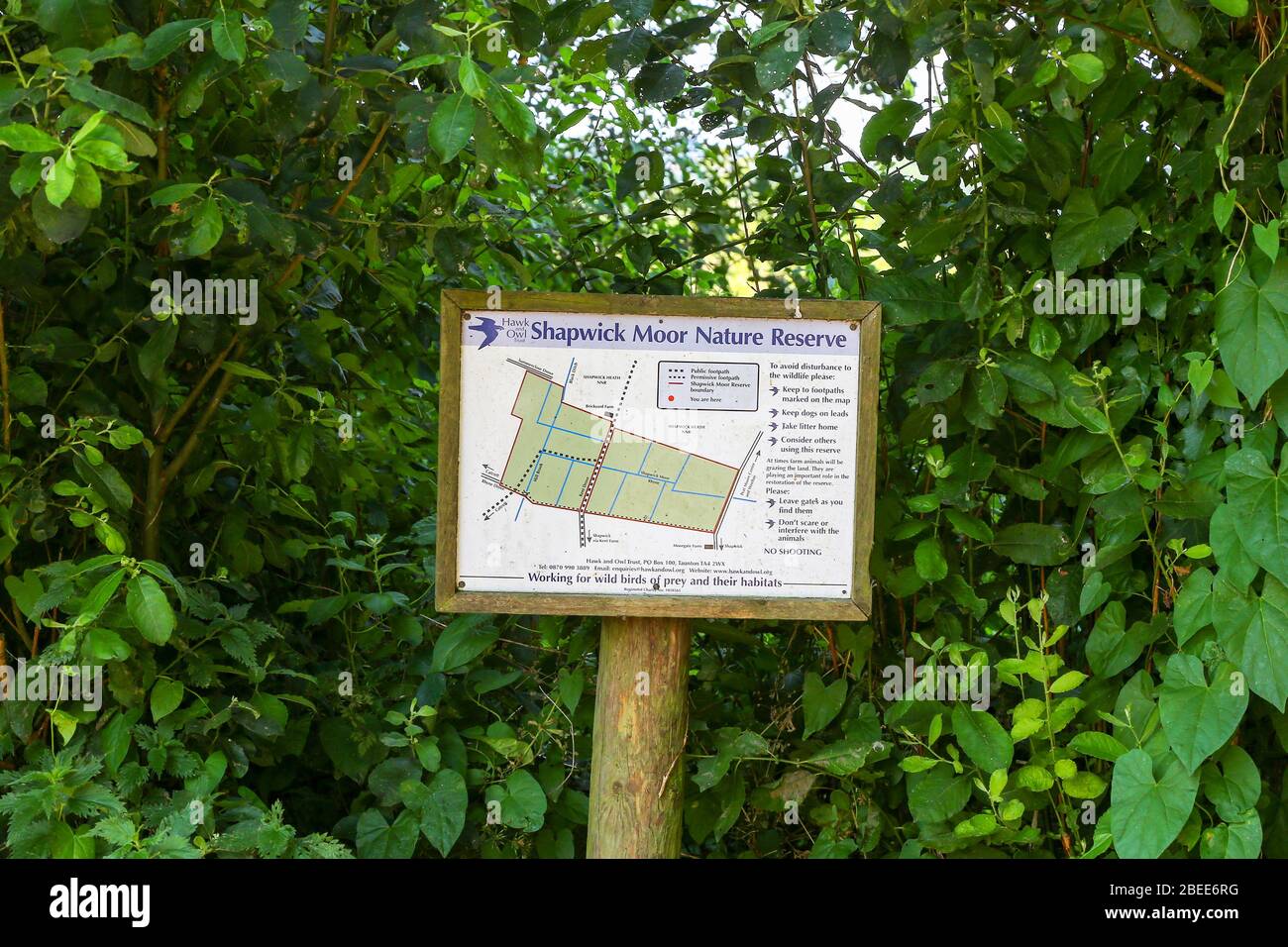 Eine Informationskarte im Shapwick Moor Nature Reserve, Teil des Avalon Marshes, Somerset, England, Großbritannien Stockfoto
