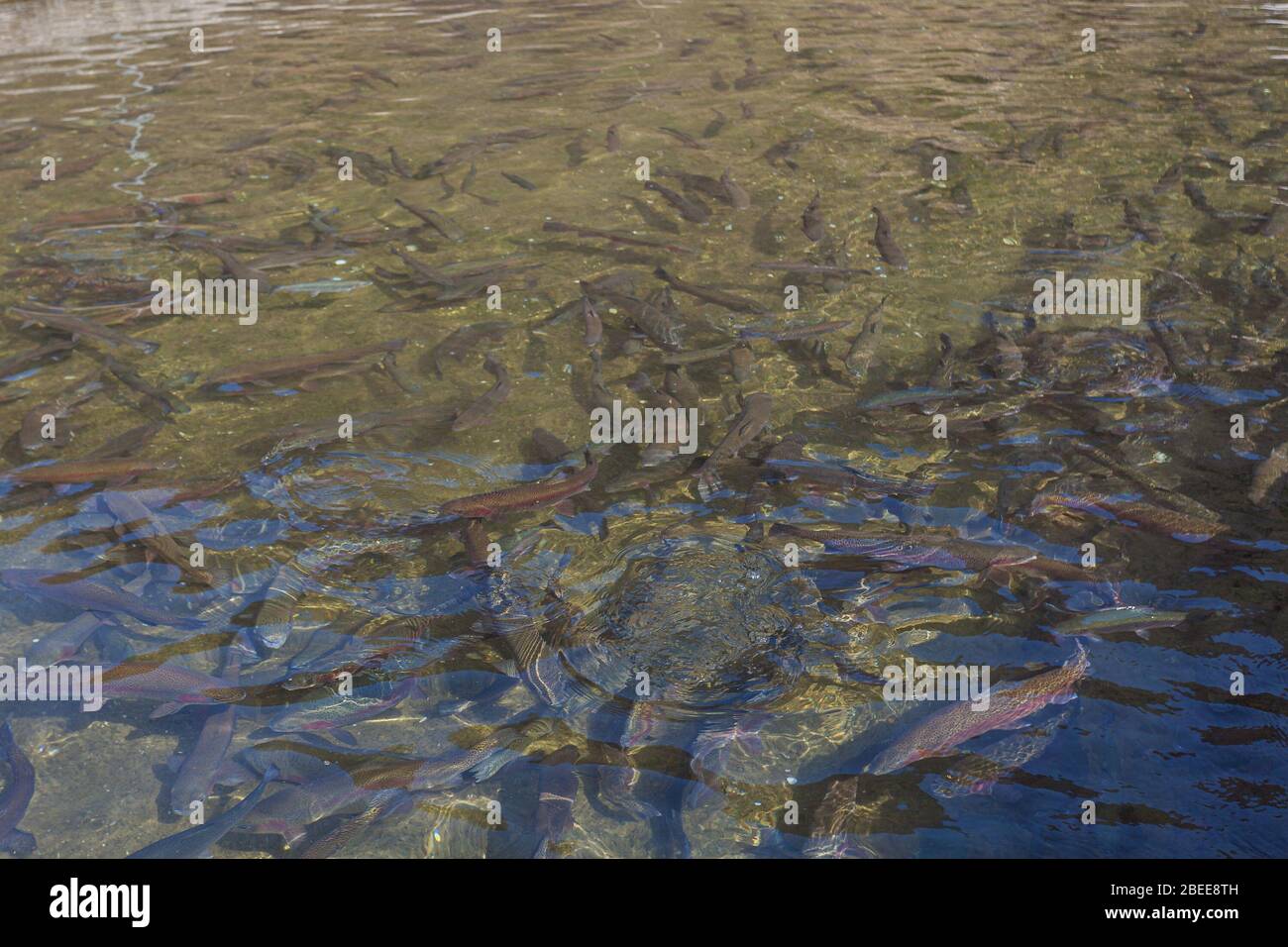 Forellen flussteich Fotos und Bildmaterial in hoher Auflösung Alamy
