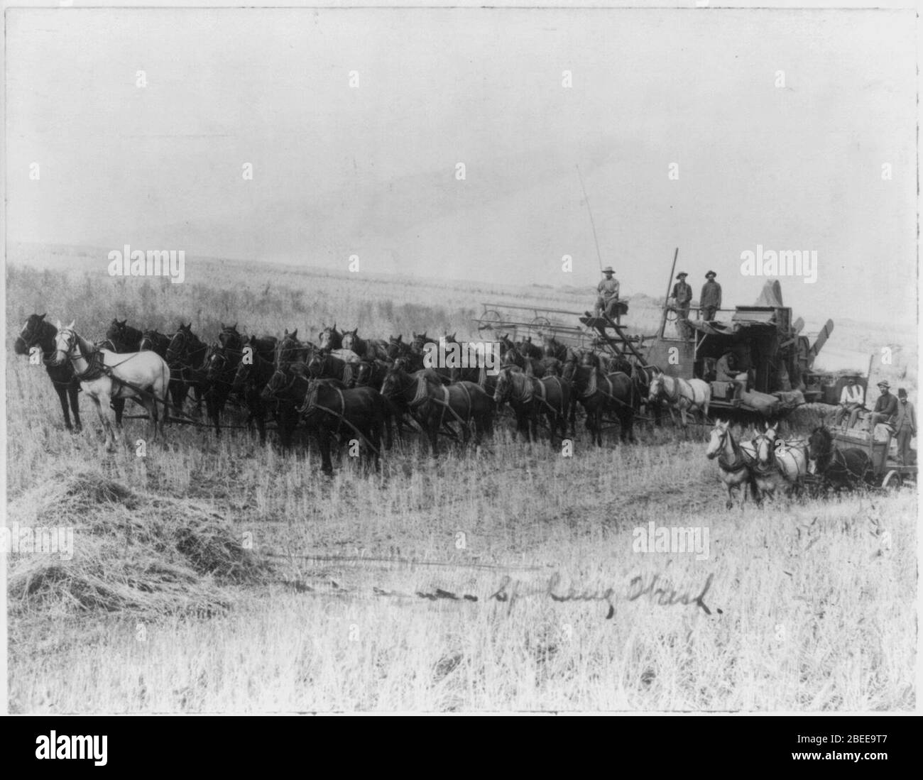 Erntemaschine mit 32 Pferden in Spokane, Washington gezogen Stockfoto