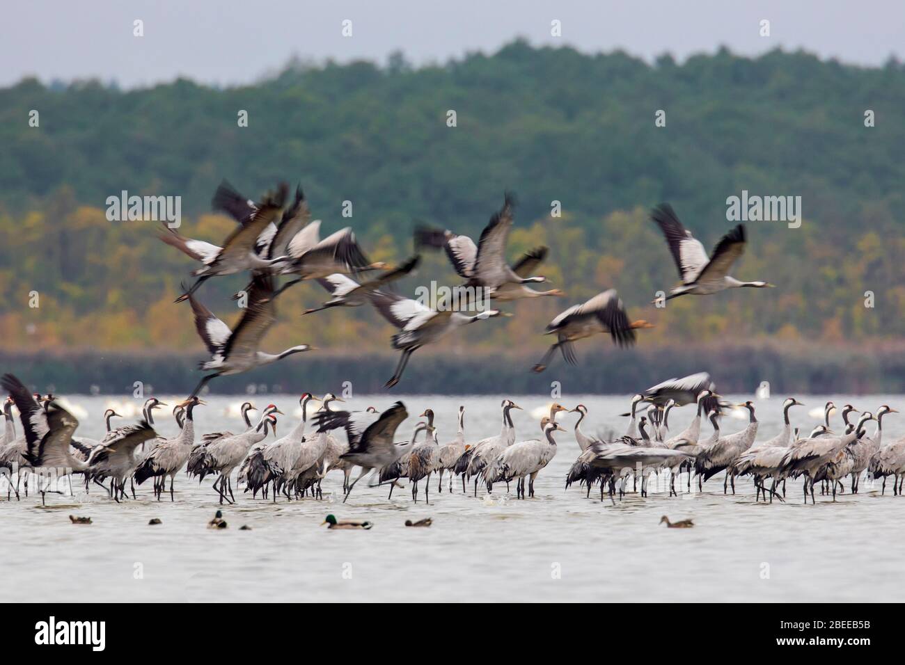 Herde von Kräne / eurasischen Kranich (Grus Grus) Gruppe ruht im seichten Wasser im Herbst / Herbst, Vorpommern Lagune Area NP, Deutschland Stockfoto