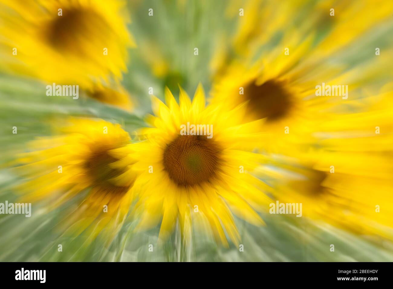 Ein Zoom-Ausbruch eines Sonnenblumenfeldes in der Provence, Frankreich Stockfoto