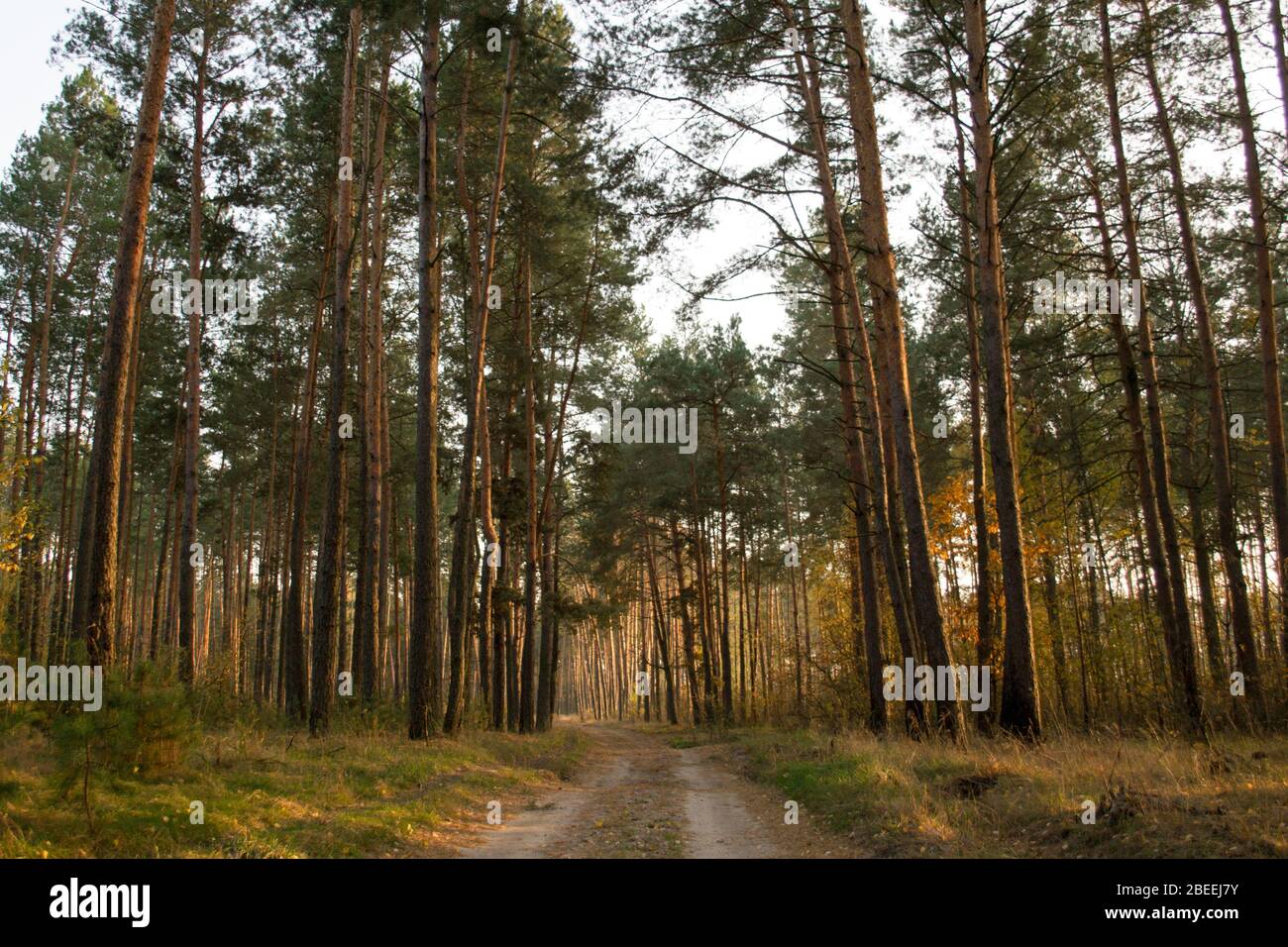 Hohe Kiefern entlang der Waldstraße im Herbst Stockfoto