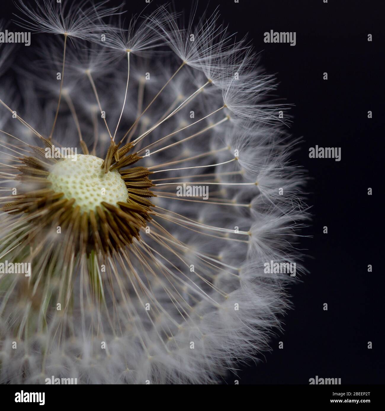 Löwenzahn auf schwarzem Hintergrund Stockfoto