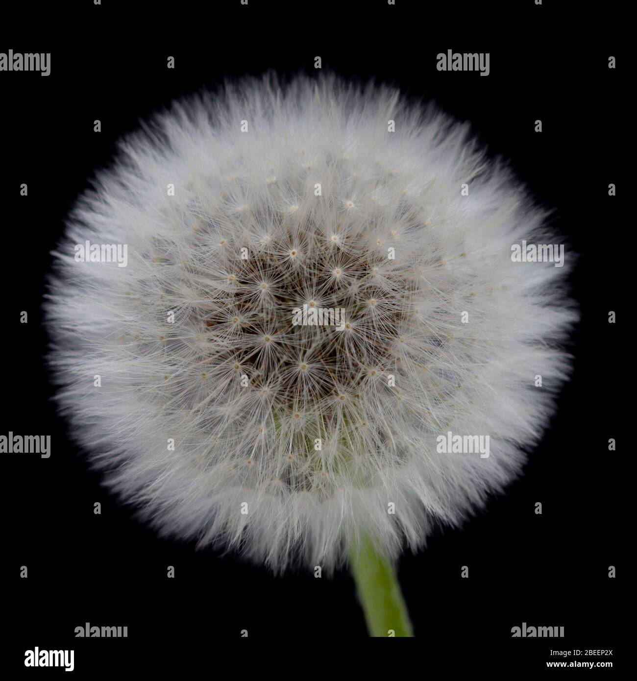 Löwenzahn auf schwarzem Hintergrund Stockfoto