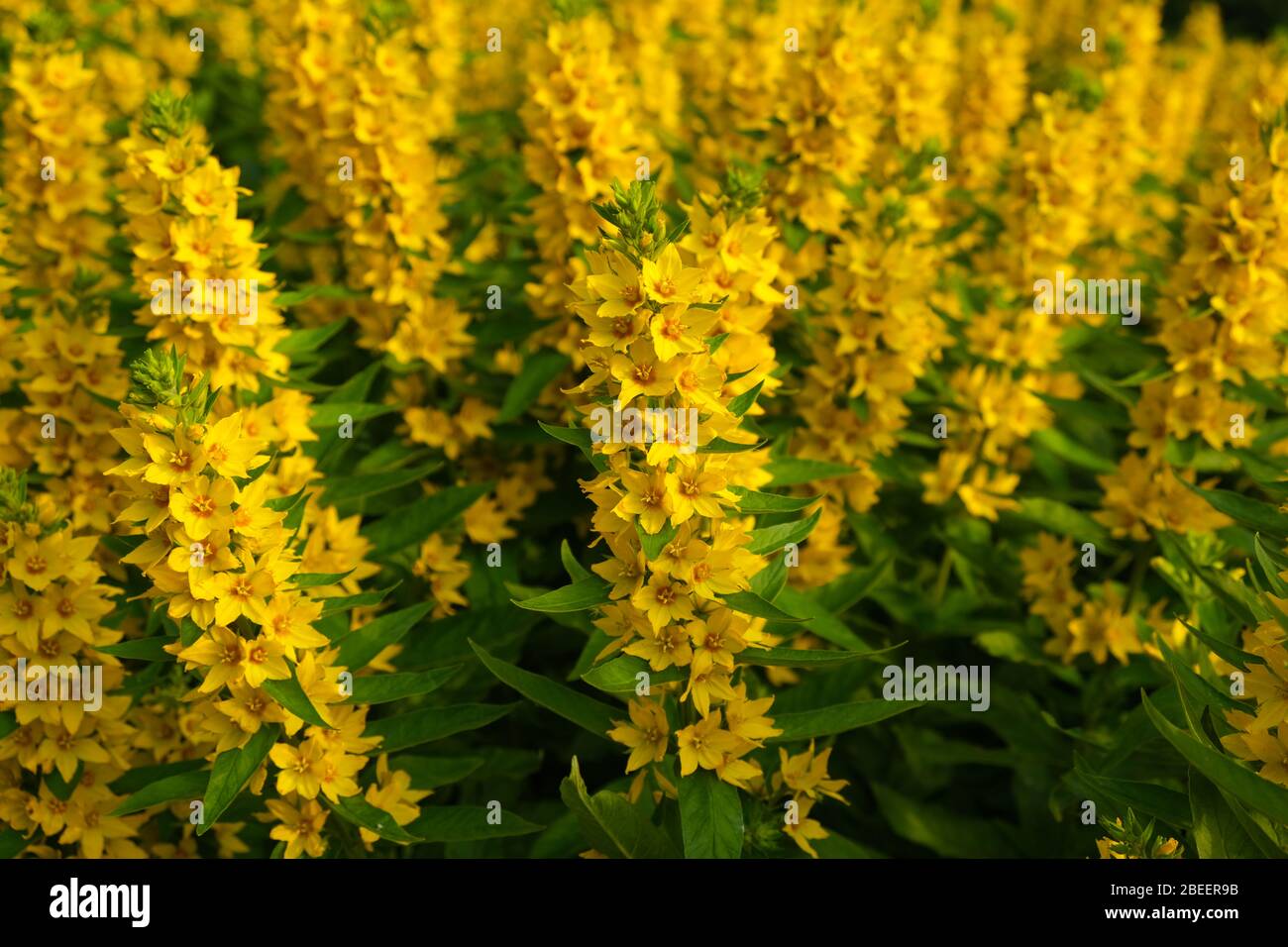 Gelbe Blüten der Whorled Loosestrife (Lysimachia mehrjährige Pflanze) im  Sommergarten, gelbe Blumen Natur, blühende gelbe Blumen, Nahauftriebe  schreien Stockfotografie - Alamy