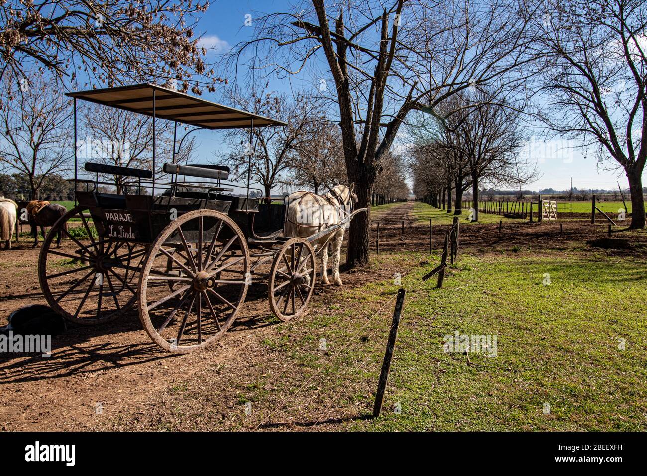 Pferd und Wagen, Estancia Ombu, San Antonio de Areco, Argentinien Stockfoto