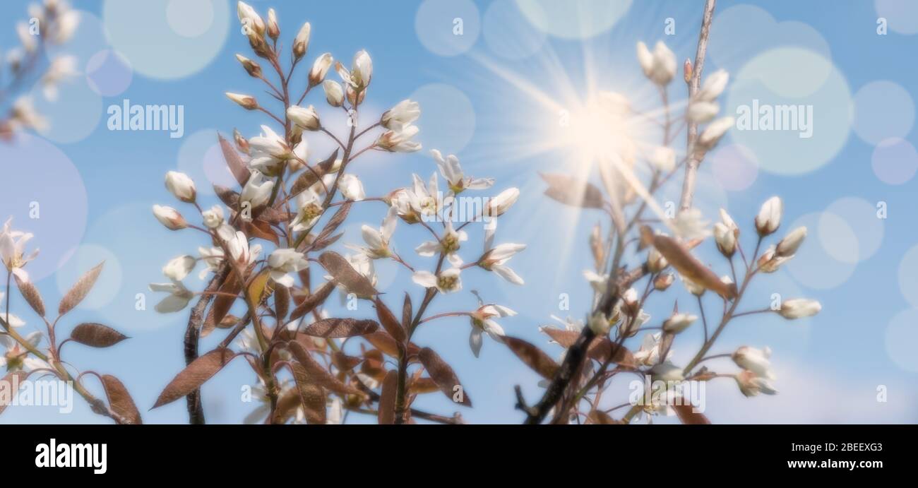 Amelanchier, weiße Frühlingsblüte vor blauem Himmel Hintergrund. Serviceberry-, Schattenbusch- oder Jungbeerblüten. Stockfoto