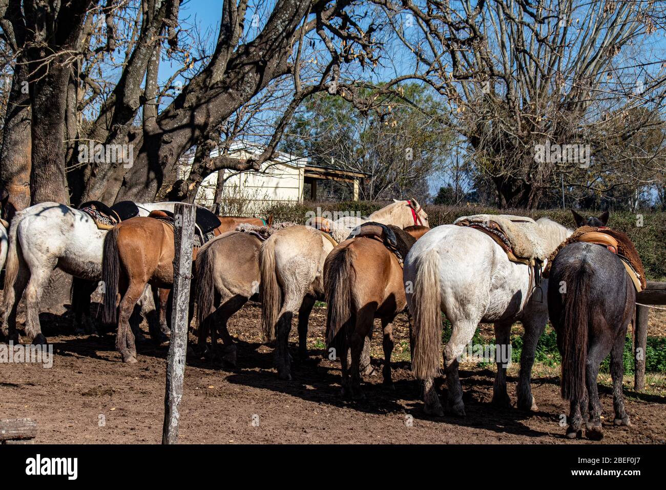 Pferde, Estancia Ombu, San Antonio de Areco, Argentinien Stockfoto