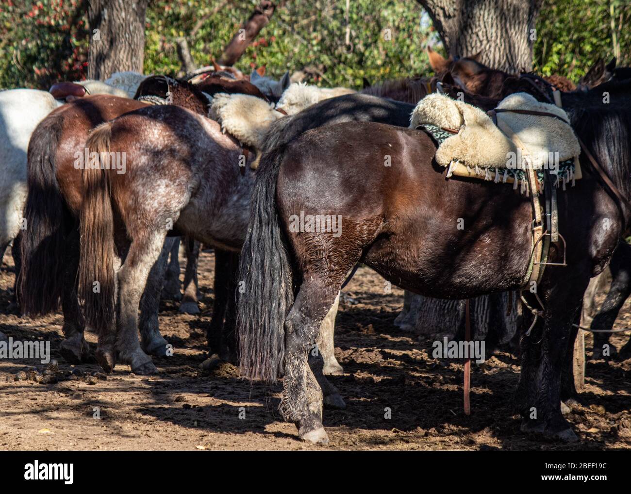 Pferde, Estancia Ombu, San Antonio de Areco, Argentinien Stockfoto