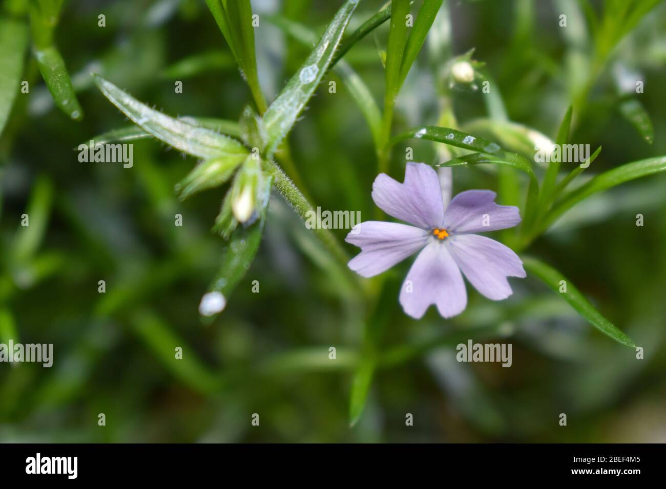 Phlox subulata blauen Smaragd Kissen hat blassen Lavendelblüten, die das Laub im Frühjahr zieht Schmetterlinge ideal für felsige Bereiche Hänge zu decken Stockfoto