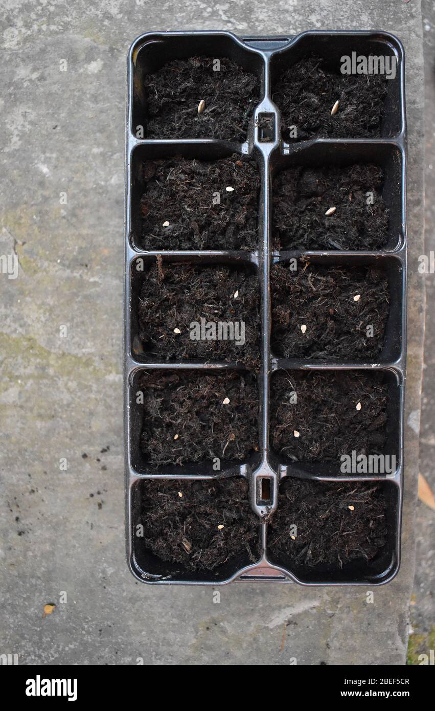 Gemüse leicht aus Samen zu wachsen Kirschsortenvoll aromatisierte Rindersteak Tomate und Zucchini. Britische Zuchtpflanzen haben buschige Angewohnheit, die runde Früchte hervorbringen Stockfoto