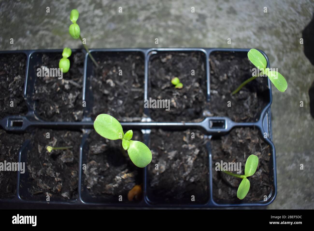 Sonnenblumenkeimlinge die ersten Blätter sind oval, aber wie mehr kommen sie aussehen wie Herz geformt Pflanze entwickelt sich schnell immer so stark und groß wie es kann Stockfoto
