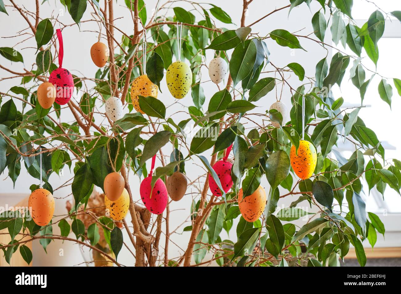 Bunte Eier schmücken eine dekorative Ficus benjamina 'Exotica' Zimmerpflanze, für die Osterferien. Stockfoto