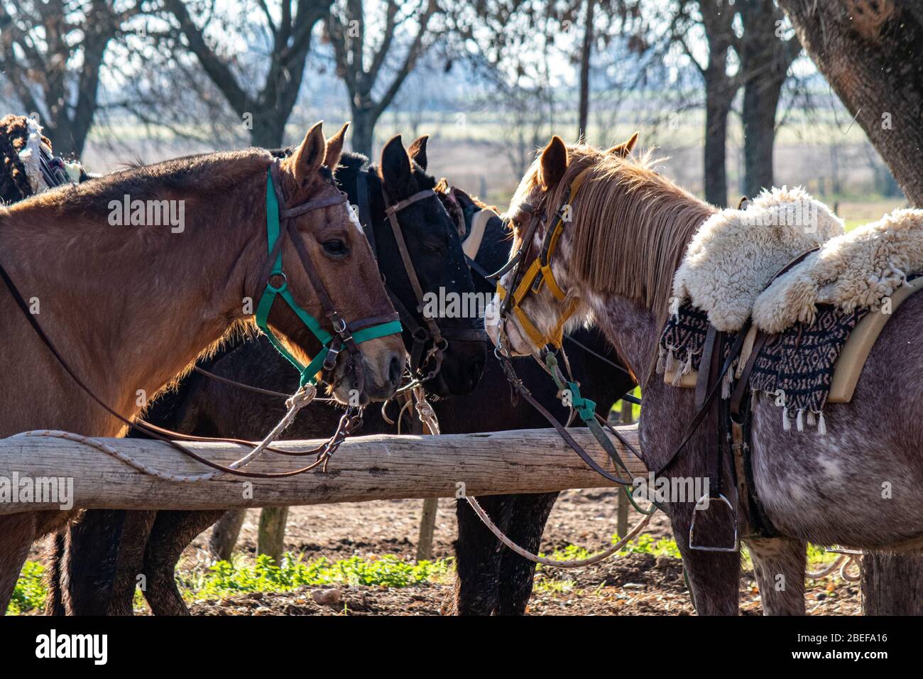 Pferde plaudern, Estancia Ombu, San Antonio de Areco, Argentinien Stockfoto