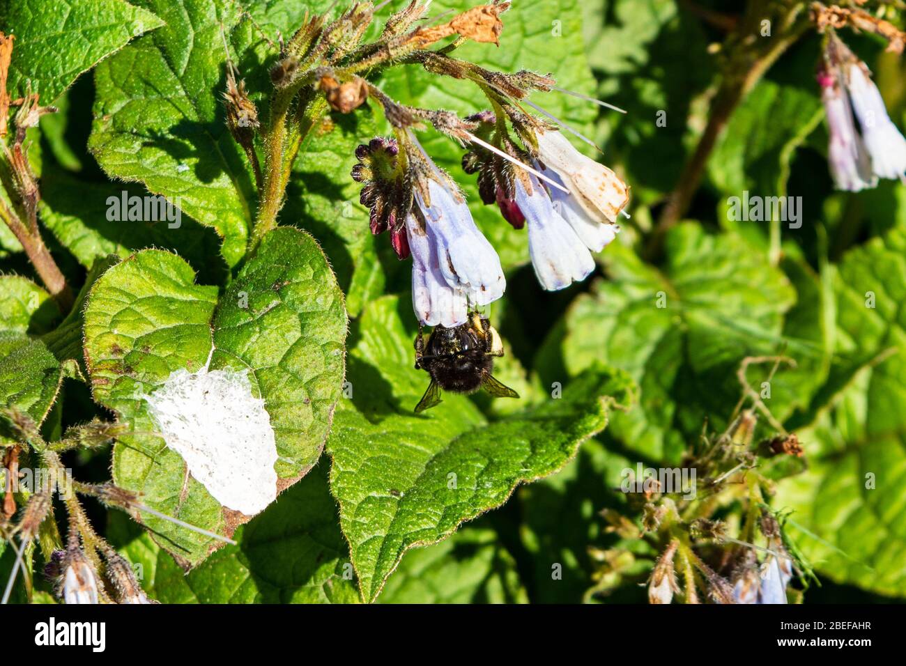 Eine weibliche haarige, fußende Blütenbiene Anthophora plumipes füttert sich von einem wilden Beinkrautbiene Beinkrautbiene officinale Stockfoto
