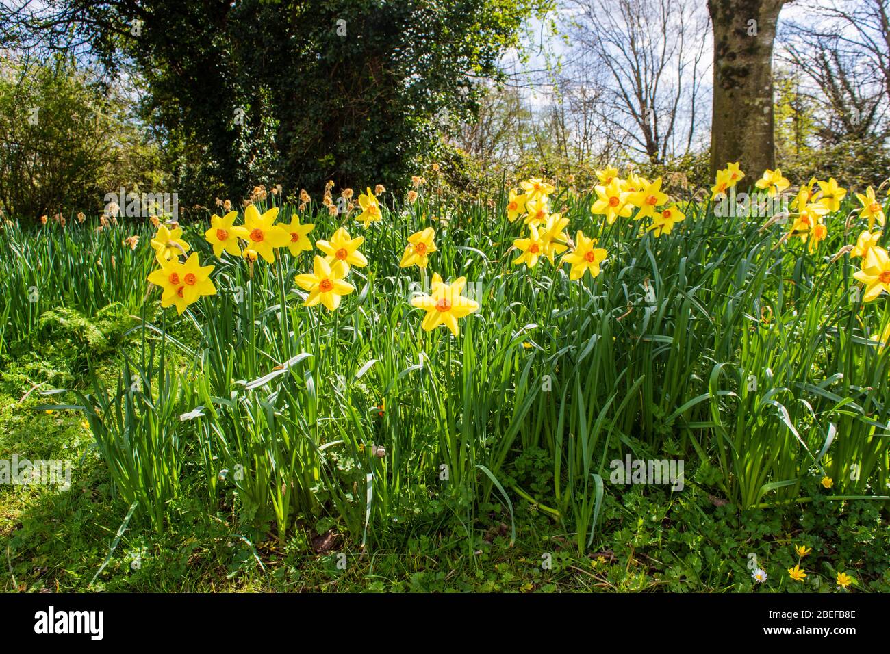Ein grasbewachsenes Ufer mit gelben und orangefarbenen Narzissen, Narzissen Birma wächst zwischen Gras und Wildblumen Stockfoto