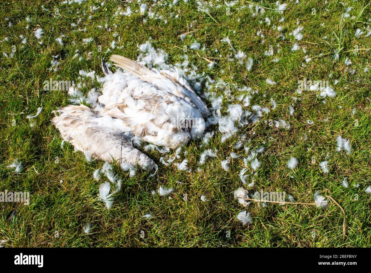 Der Körper eines jungen stummen Schwans Cygnus olor mit seinem Kopf von Raubtieren entfernt, und verstreute Federn rund um den Körper Stockfoto