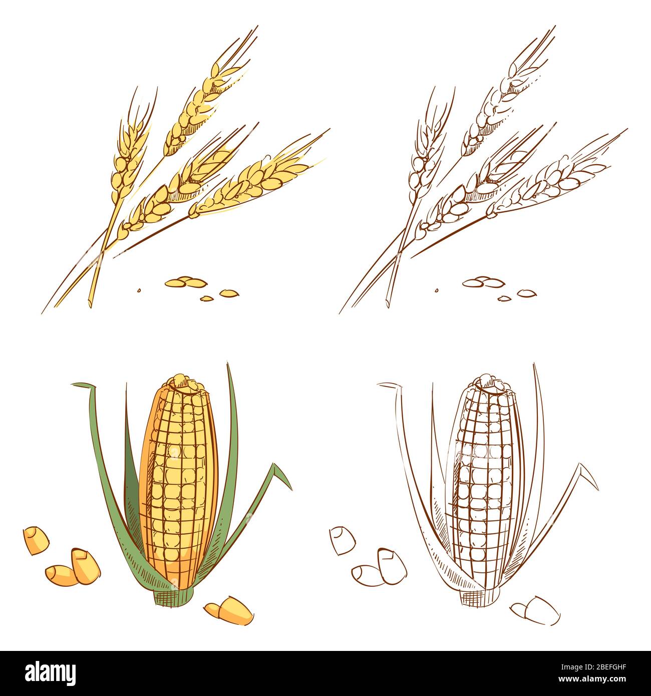Handgezeichnete Ähren aus Weizen und Mais auf weißem Hintergrund isoliert. Bio-Mais-Lebensmittel Landwirtschaft, natürliche Pflanzenzucht. Vektorgrafik Stock Vektor