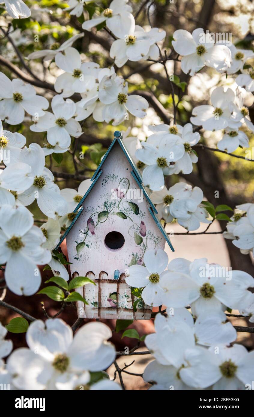 Frühlingsweißer Dogwood-Baum blüht mit einem Vogelhaus in einem Hinterhof, Monroe Township, New Jersey, USA Blütenvogelkästen Nistkästen vor dem Garten Pastell Stockfoto
