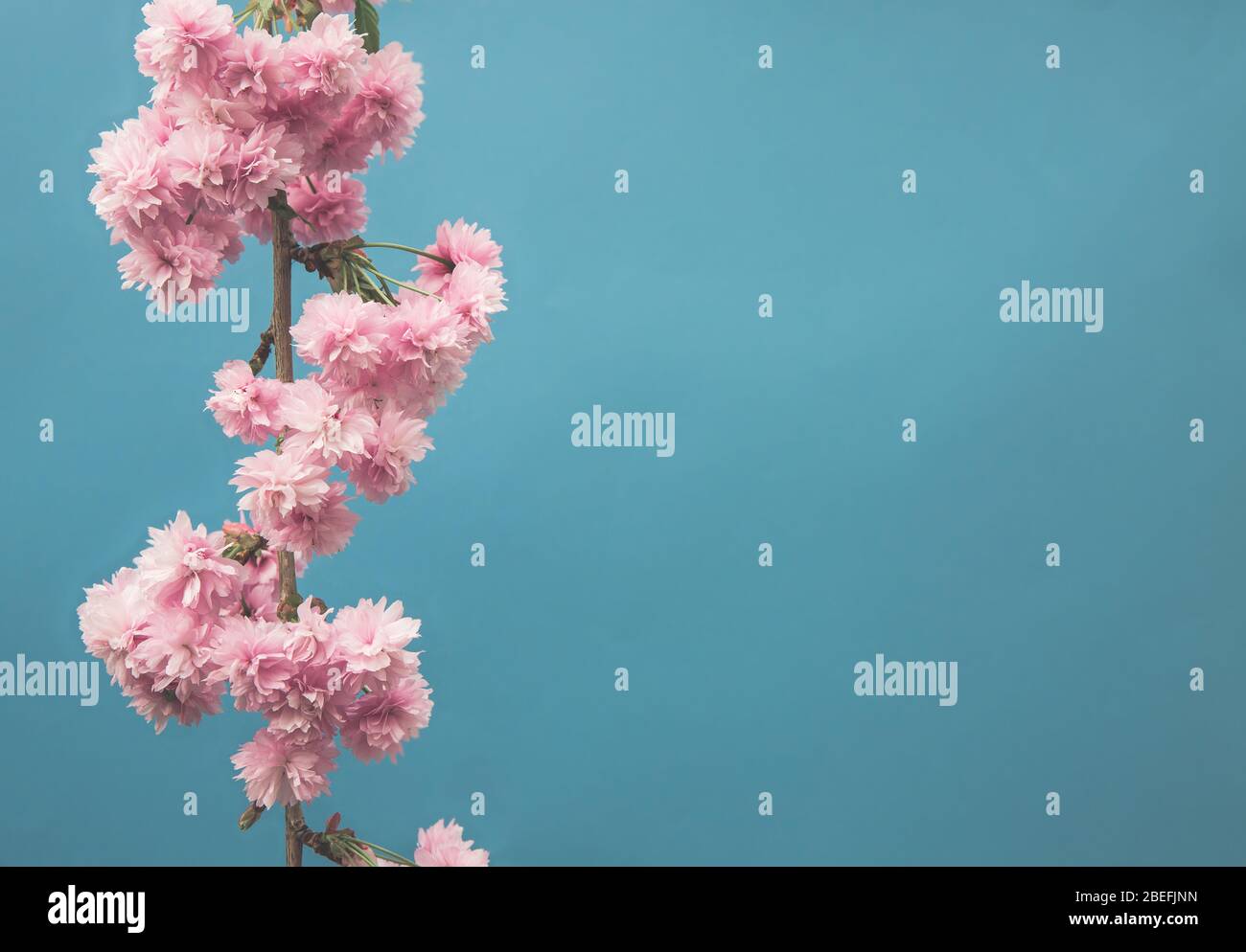 Die zarte rosa Blüte auf dem Ast eines blühenden Kirschbaums in einem englischen Landgarten auf blauem Hintergrund mit Kopierraum Stockfoto