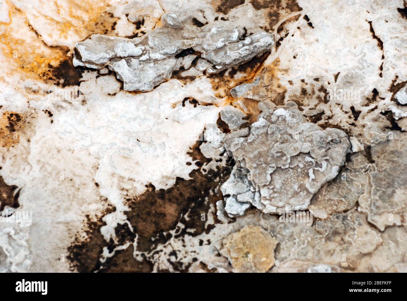 Abstrakte Textur und Muster, die sowohl von den thermophilen Bakterien als auch von Mineralvorkommen aus den heißen Quellen und Geysire des Yellowstone Nationalparks gebildet werden Stockfoto