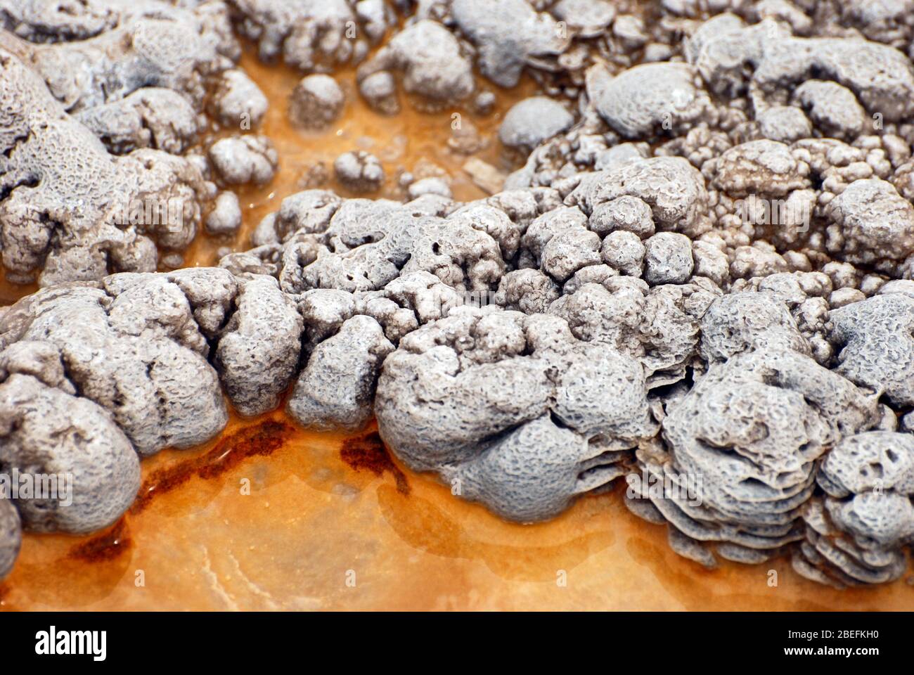 Abstrakte Textur und Muster, die sowohl von den thermophilen Bakterien als auch von Mineralvorkommen aus den heißen Quellen und Geysire des Yellowstone Nationalparks gebildet werden. Stockfoto