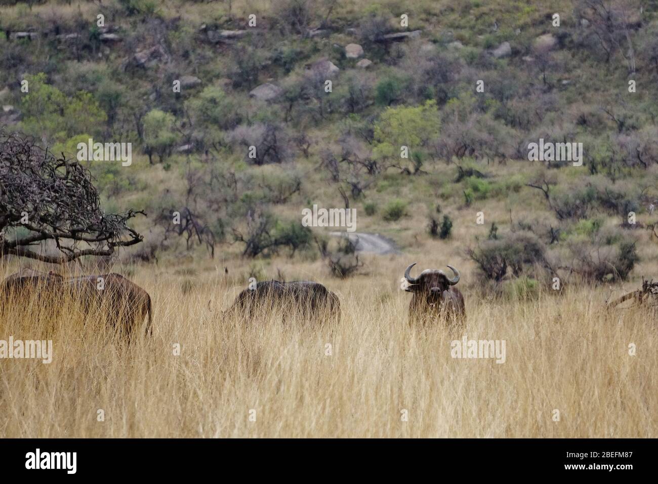 Bufallos versteckt im hohen Gras im Namiti Game Reserve in Südafrika. Stockfoto